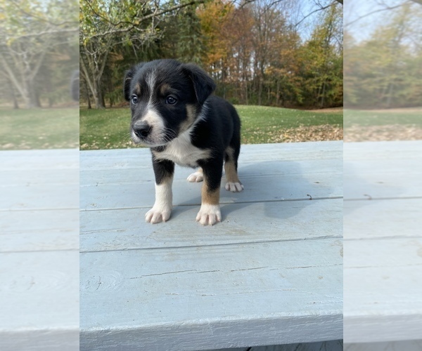Medium Photo #6 Collie Puppy For Sale in UNION SPRINGS, NY, USA