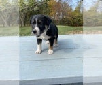 Small Photo #6 Collie Puppy For Sale in UNION SPRINGS, NY, USA