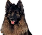 Small Photo #1 King Shepherd Puppy For Sale in GRAND CANYON CAVERNS, AZ, USA