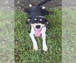 Small #1 Harrier Mix