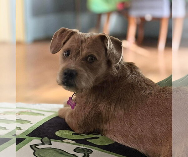 Medium Photo #3 Mutt Puppy For Sale in Spring Lake, NC, USA