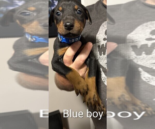Medium Photo #3 Doberman Pinscher Puppy For Sale in ADA, OK, USA