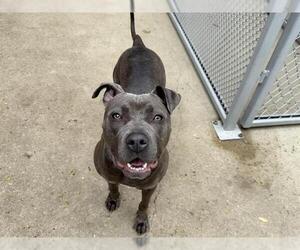 American Pit Bull Terrier Dogs for adoption in Aurora, IL, USA