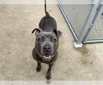 Small American Pit Bull Terrier