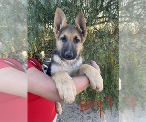 German Shepherd Dog Puppy for sale in YUCCA VALLEY, CA, USA