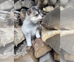Small #1 Alaskan Klee Kai-Pomsky Mix