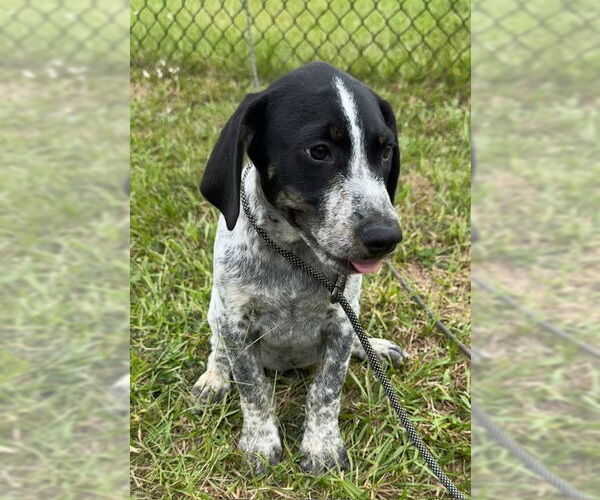 Medium Photo #4 Pointer-Unknown Mix Puppy For Sale in Tarrytown, GA, USA
