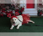 Small #3 Huskies -Labrador Retriever Mix