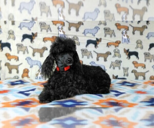 Medium Photo #1 Poodle (Toy) Puppy For Sale in WINSTON SALEM, NC, USA
