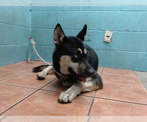 Siberian Husky Dogs for adoption in Downey, CA, USA