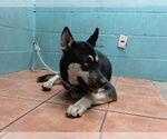 Small Siberian Husky