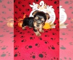 Puppy 2 Yorkshire Terrier