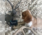 Small #7 Cavalier King Charles Spaniel