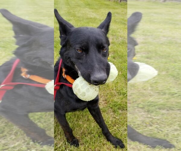 Medium Photo #5 German Shepherd Dog Puppy For Sale in Kansas City, MO, USA