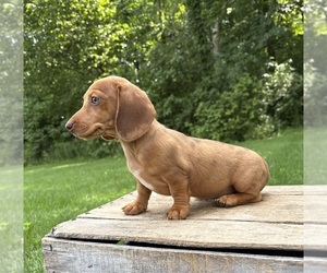 Dachshund Puppy for sale in MIDDLEBURY, IN, USA