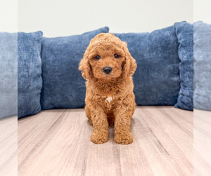 Miniature Labradoodle Puppy for sale in MILLERSBURG, OH, USA
