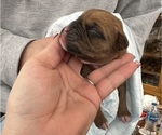 Small #5 Boxer