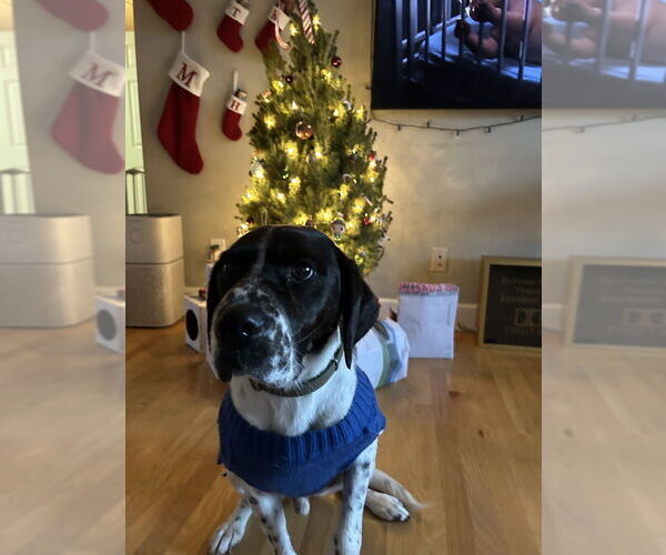 Medium Photo #3 Pointer-Unknown Mix Puppy For Sale in Evansville, IN, USA