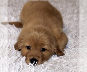 Golden Retriever Puppy for sale in CLAYTON, WA, USA