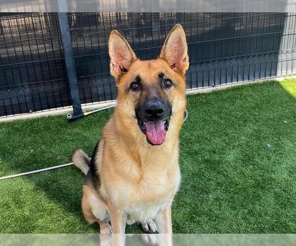 Medium Photo #2 German Shepherd Dog Puppy For Sale in Orange, CA, USA