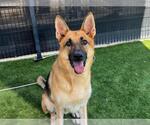 Small #1 German Shepherd Dog