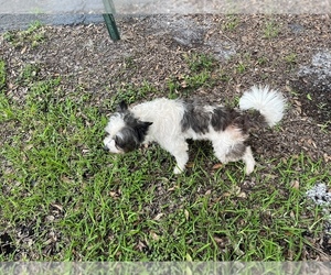 Shorkie Tzu-Snorkie Mix Puppy for sale in TAMPA, FL, USA