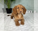 Small #5 Dachshund