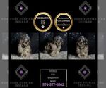 Small Photo #87 Maltipoo Puppy For Sale in WARSAW, IN, USA