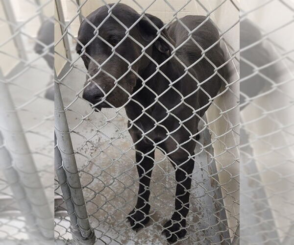 Medium Photo #1 Great Dane-Unknown Mix Puppy For Sale in Anchorage, AK, USA