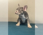 Small Photo #13 French Bulldog Puppy For Sale in SAINT LOUIS, MO, USA