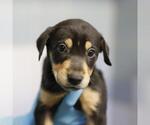 DIAMOND - Female Doberman Pinscher-Unknown Mix Dog for Adoption - Small photo