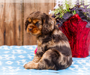 Medium Cocker Spaniel