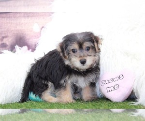 Unknown-Yo-Chon Mix Puppy for sale in MARIETTA, GA, USA