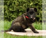Small #2 Belgian Malinois