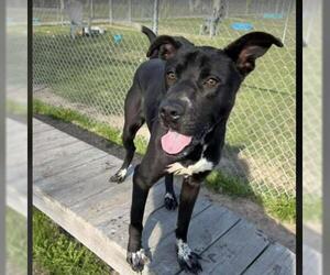 Labrador Retriever-Unknown Mix Dogs for adoption in Conroe, TX, USA