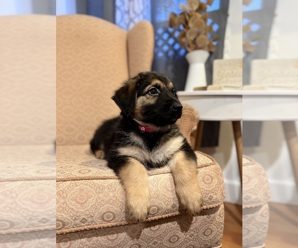 Medium Photo #2 Golden Shepherd Puppy For Sale in OCEANSIDE, CA, USA