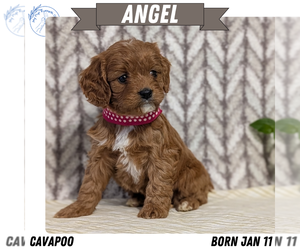 Medium Cavapoo (Miniature)