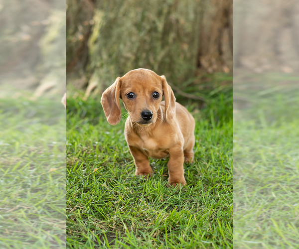 Medium Photo #2 Dachshund Puppy For Sale in BREMEN, IN, USA