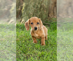 Small #1 Dachshund