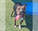 Small #5 American Pit Bull Terrier-Labrador Retriever Mix
