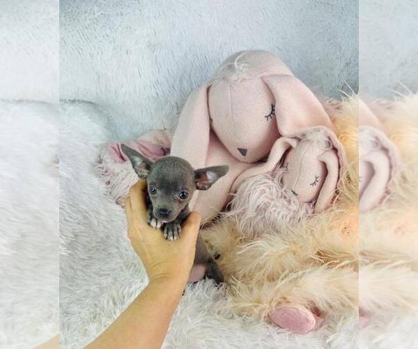 Medium Photo #14 Chihuahua Puppy For Sale in WEST PALM BEACH, FL, USA