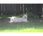 Small Photo #2 Shiba Inu Puppy For Sale in HAMPTON, VA, USA