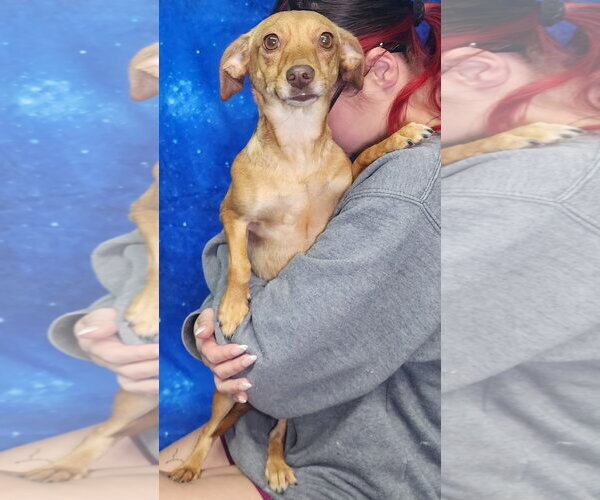 Medium Photo #1 Chiweenie Puppy For Sale in Wetumpka, AL, USA