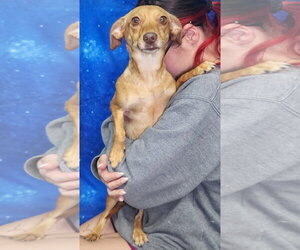 Chiweenie Dogs for adoption in Wetumpka, AL, USA