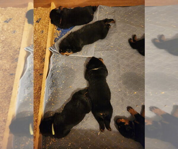 Medium Photo #6 Rottweiler Puppy For Sale in WINDSOR, ME, USA