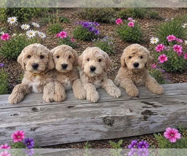Medium Photo #1 English Cream Golden Retriever-Poodle (Miniature) Mix Puppy For Sale in BOISE, ID, USA