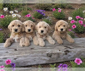 English Cream Golden Retriever-Poodle (Miniature) Mix Puppy for sale in BOISE, ID, USA