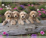 Small English Cream Golden Retriever-Poodle (Miniature) Mix