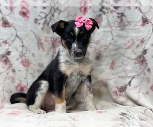 Australian Cattle Dog-Border Collie Mix Puppy for sale in LAKELAND, FL, USA