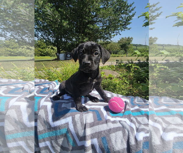 Medium Photo #3 Labrador Retriever-Unknown Mix Puppy For Sale in SHERBURNE, NY, USA